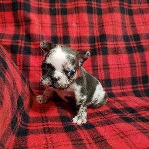 puppyfind.com,815881 puppyfind.com,815881