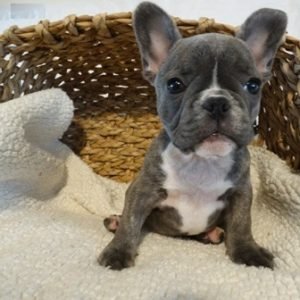 puppyfind.com,64498 puppyfind.com,64498