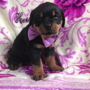 puppyfind.com,976867 puppyfind.com,976867