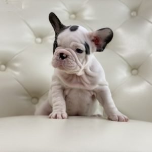 puppyfind.com,474083 puppyfind.com,474083
