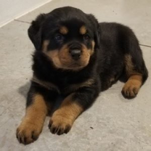 puppyfind.com,860303 puppyfind.com,860303