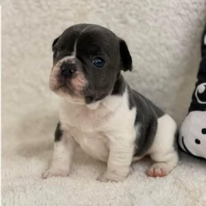 puppyfind.com,432182 puppyfind.com,432182