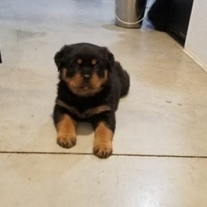 puppyfind.com,860303 puppyfind.com,860303