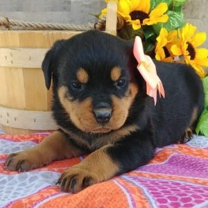 puppyfind.com,985564 puppyfind.com,985564