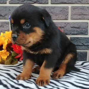 puppyfind.com,873970 puppyfind.com,873970