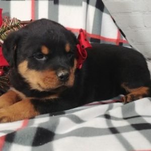 puppyfind.com,989527 puppyfind.com,989527